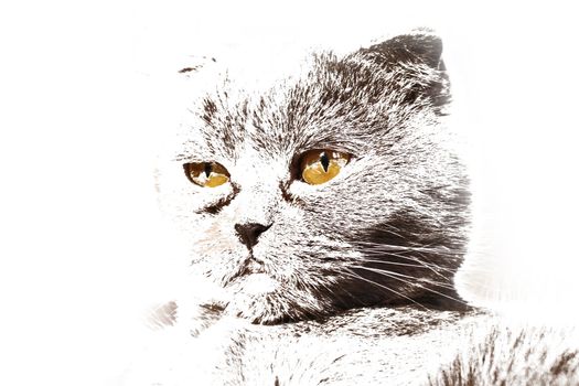 Portrait of a scottish fold cat                               