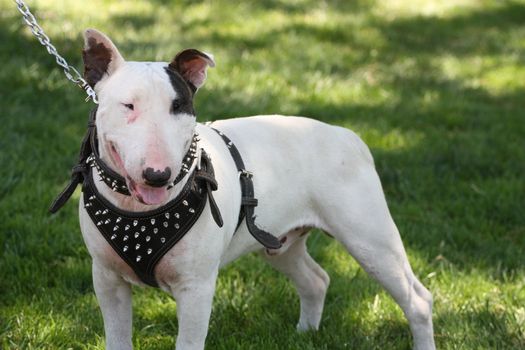 Close up of a Bull Terrier dog. 