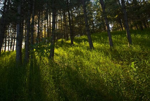 Low sun through trees in a forest evening.