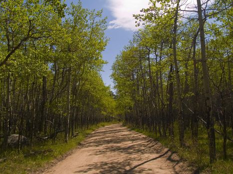 A Spring road through the forest on a warm later afternoon.