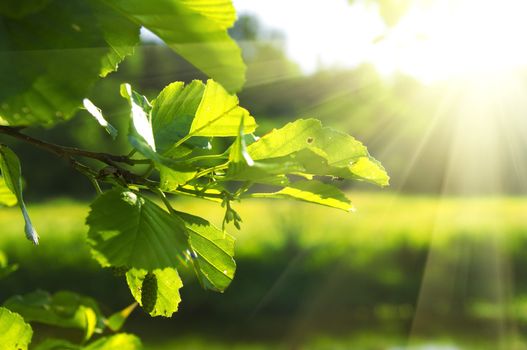 clean green leaf highlighted by sun shallow focus