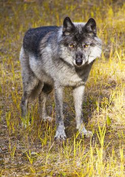 Wild Wolf in Banff National Park, Alberta, Canada