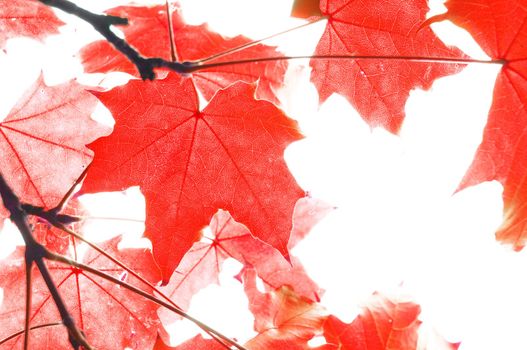red fall or autumn leaves on a white background