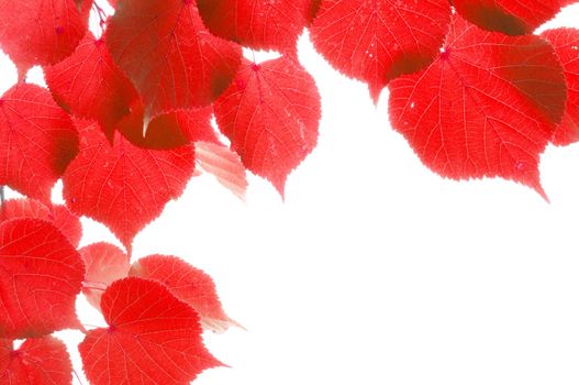 red fall or autumn leaves on a white background