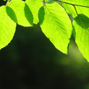 green summer leaves and copyspace showing nature concept