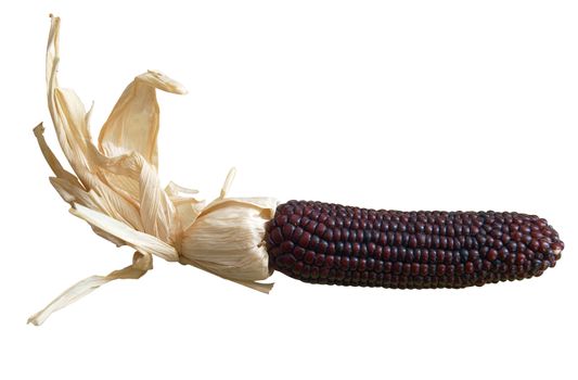 Dark Red Indian Corn isolated with clipping path      