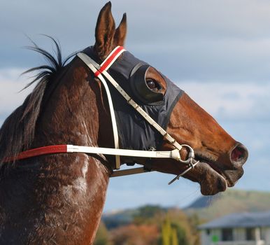 Race horse eager to Race        