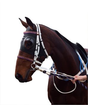 Bay racehorse isolated with clipping path        