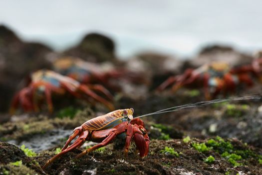 The scientific name of these crabs is Grapsus Grapsus and the common name is Sally Lightfoot Crabs or also known as "Red Rock Crabs".