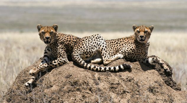 The cheetah (Acinonyx jubatus) is an atypical member of the cat family (Felidae) that is unique in its speed, while lacking strong climbing abilities. The species is the only living member of the genus Acinonyx.