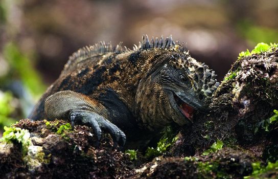 The Marine Iguana (Amblyrhynchus cristatus) is an iguana found only on the Galápagos Islands that has the ability, unique among modern lizards, to live and forage in the sea, making it a marine reptile