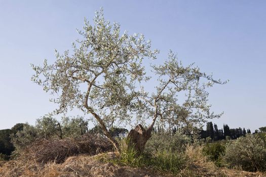 Olive tree on a summer morning
