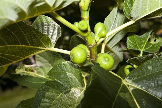 Close up of a Fig Branch