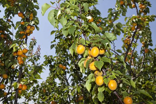 Apricots on a branch with blue sky