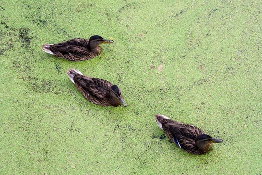 Group of swiming Ducks in green morass