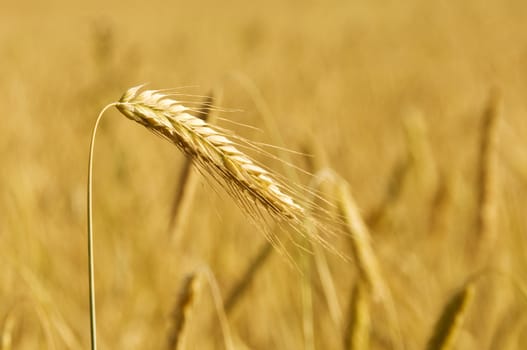 golden ear against ripening wheat field