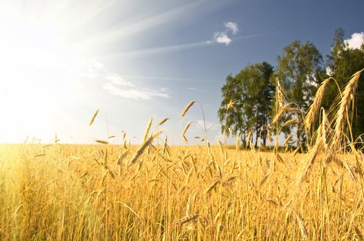 Summer view of ripe wheat under sun and blue sky