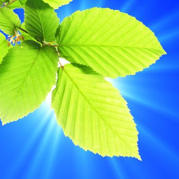 summer or nature concept with green leaf and sky