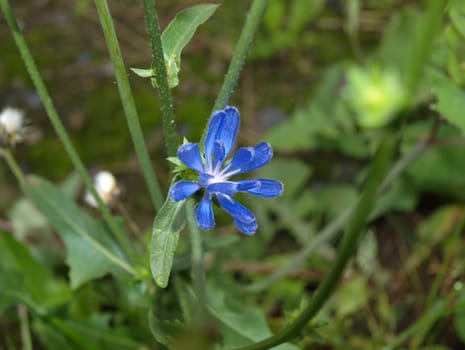 beautiful blue chicory