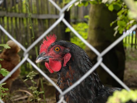 black hen behind the fence as a model
