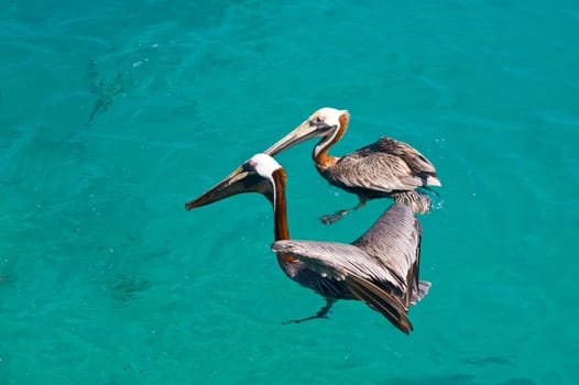 two floating pelican in kristal clear sea 
