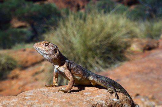 Military dragon - Ctenophorus, also known as Comb-bearing Dragons, is a genus that contains the most diverse group of dragons in Australia. Many of these have been grouped by a similar morphology. The informal names and groupings within this genus � Rock or Crevice-dragon, Ground, Sand-dragon, and Bicycle-dragon � are named after the mythological creature, the dragon. 