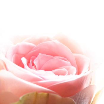 bright pink roses on white backround with copyspace