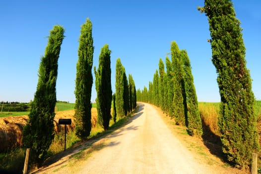 Cypress Alley Leading To The Farmer's House In Tuscany
