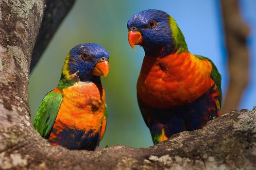 The Rainbow Lorikeet, Trichoglossus haematodus is a species of Australasian parrot found in Australia, eastern Indonesia (Maluku and Western New Guinea), Papua New Guinea, New Caledonia, Solomon Islands and Vanuatu.