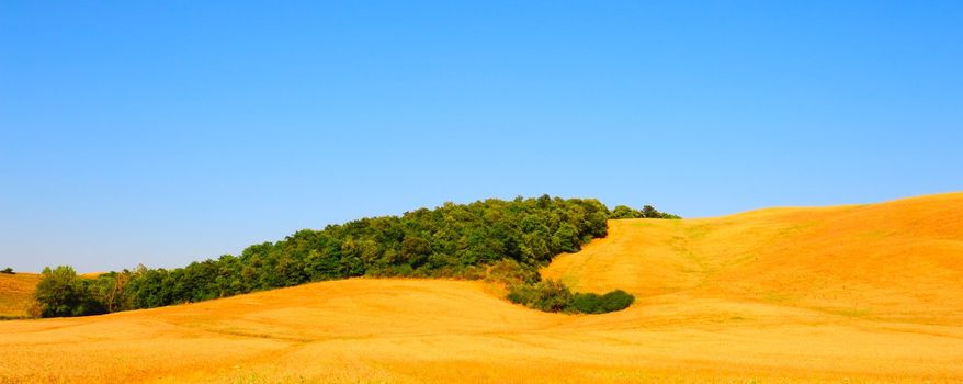 Tuscan Landscape With a Hill Covered With Dry Grass And Green Grove