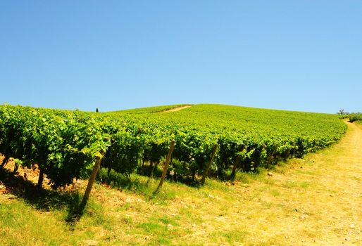 Hill Of Toscana With Vineyard In The Chianti Region