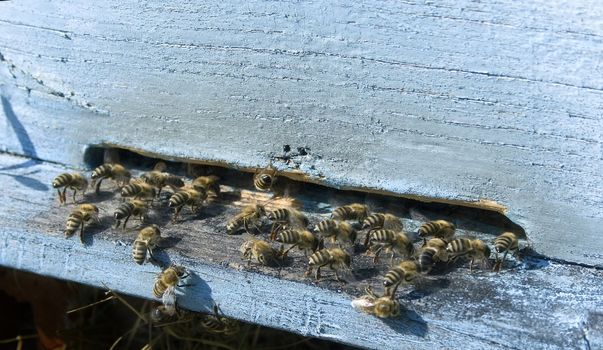 industrious bees in front of a  beehive