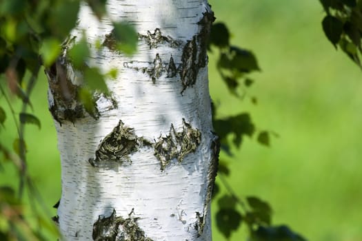 close up of birch trunk in green