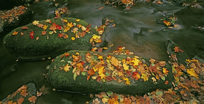 stones in a brook covered with leaves