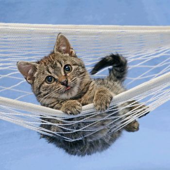 kitten laying in hammock