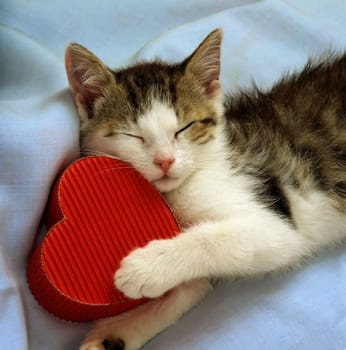 still-life with kitten sleeping with a paper heart