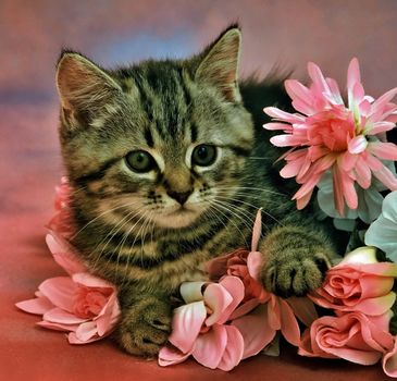 still-life with a kitten laying in flowers