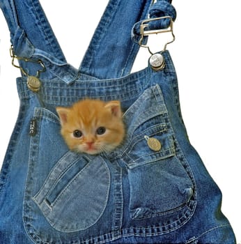 young kitten staring from a pocket