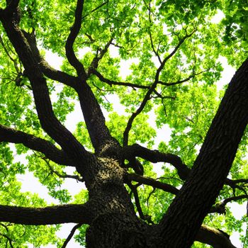 green summer trees in the woods or forest