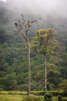 Tall trees in the Costa Rican cloud forest