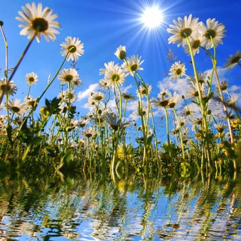 daisy flower and water reflection showing summer concept