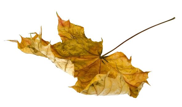 a dead creasy leaf isolated on white