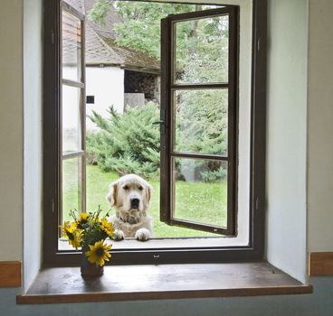 gold labrador looking through a window