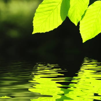 green summer leaves and water reflection with copyspace