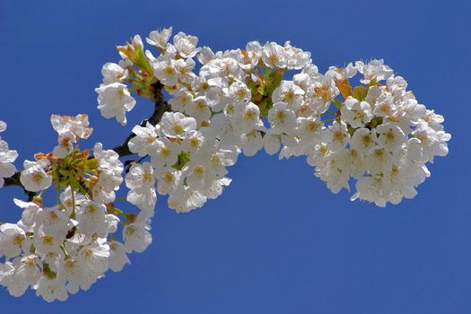 ranch with a cherry flowers on a blue sky