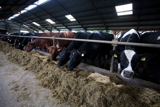 Many cows feeding in large cowshed