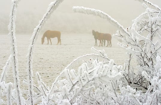 horses behind a white frosted branches