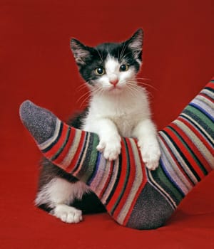 kitten with a sock