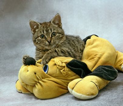 kitten with a dog toy