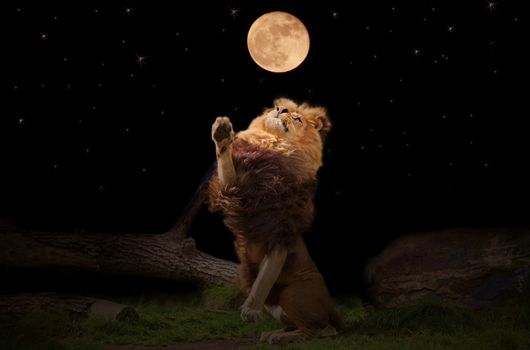 A lion reaching for the moon